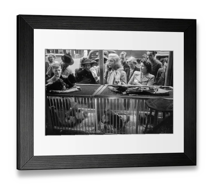 Framed Print : Pet Shop Window Framed Print : Pet Shop Window