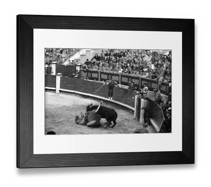 Framed Print : A Bull Attacks