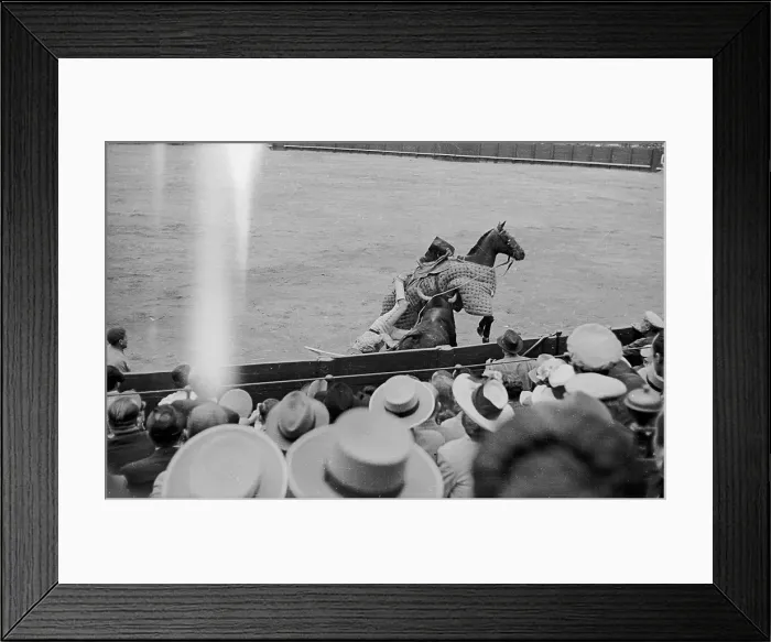 Framed Print : The Bull Wins