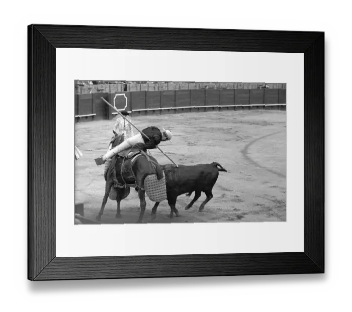 Framed Print : Picador. 29th June 1946: A picador weakens a bull's shoulder muscles during Framed Print : Picador. 29th June 1946: A picador weakens a bull's shoulder muscles during