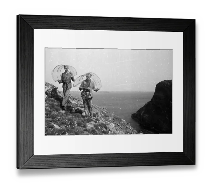 Framed Print : Gull Trappers Framed Print : Gull Trappers