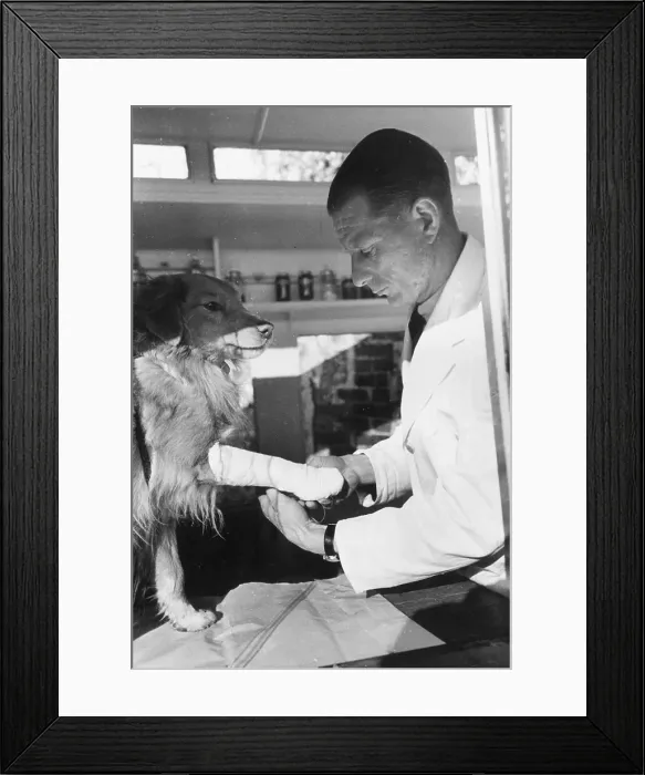 Framed Print : PDSA Patient Framed Print : PDSA Patient