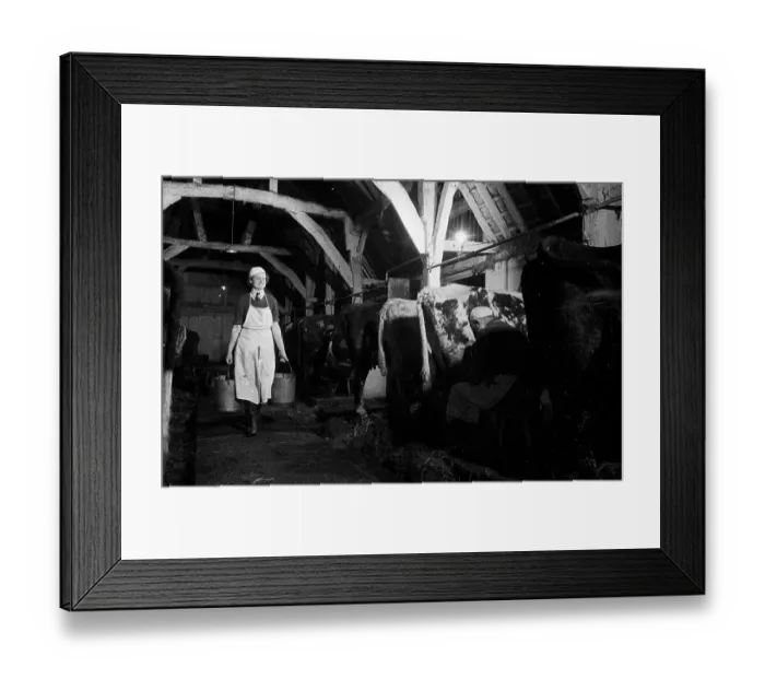 Framed Print : Milk Maid. 16th March 1946: 19 year old Daphne Perry carries milk to the
