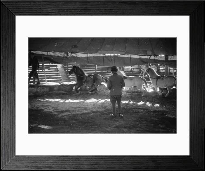 Framed Print : Circus Horses Framed Print : Circus Horses