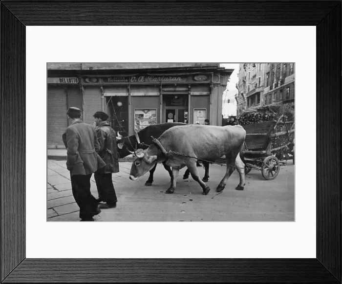 Framed Print : Ox Cart. 2nd February 1946: Two oxen pull a cart of wood through the streets of Trieste Framed Print : Ox Cart. 2nd February 1946: Two oxen pull a cart of wood through the streets of Trieste