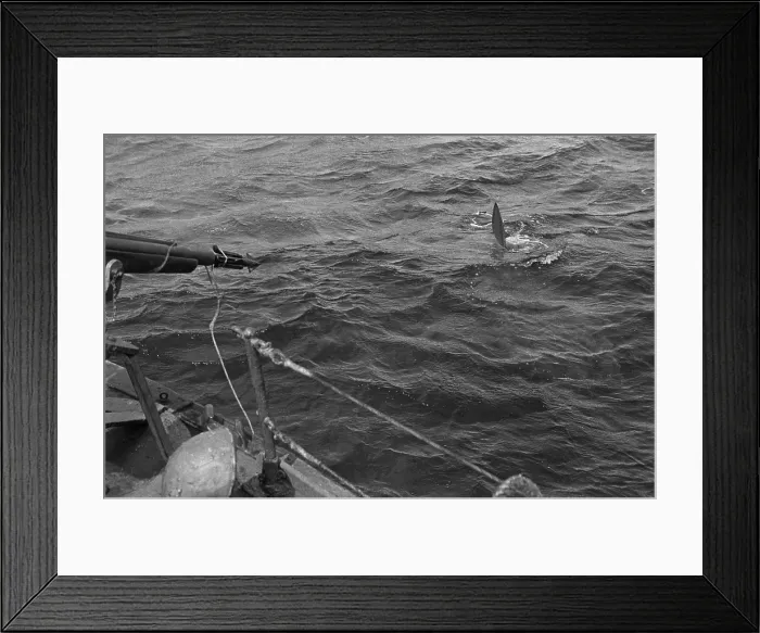 Framed Print : Shark Hunting Framed Print : Shark Hunting