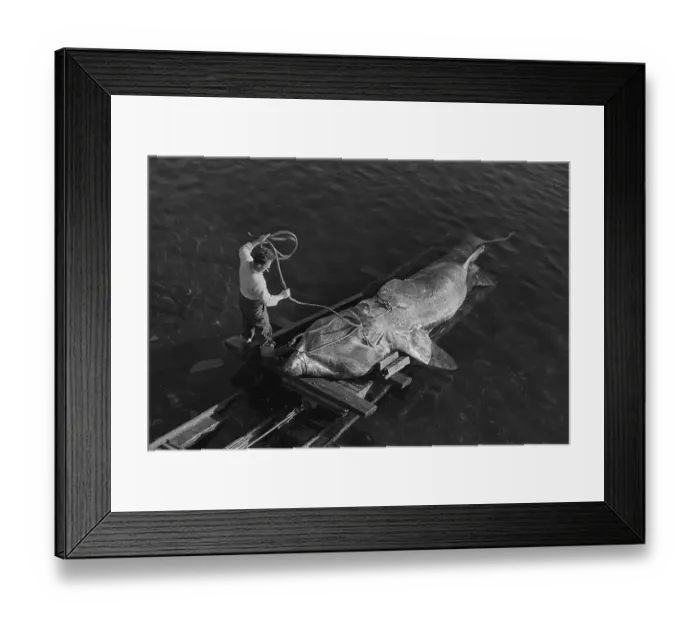 Framed Print : Shark Hunting Framed Print : Shark Hunting