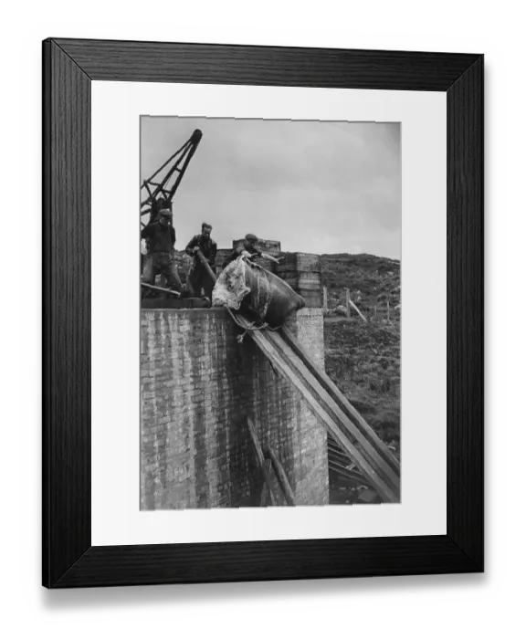 Framed Print : Shark Fishing Framed Print : Shark Fishing