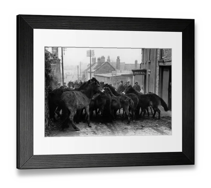 Framed Print : Pony Fair. Wild and unbroken Exmoor ponies are rounded up for auction Framed Print : Pony Fair. Wild and unbroken Exmoor ponies are rounded up for auction