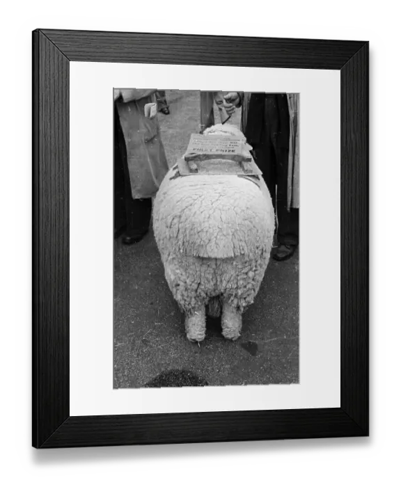 Framed Print : Prizewinning Behind Framed Print : Prizewinning Behind