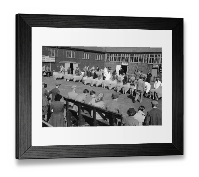 Framed Print : Sheep Sale