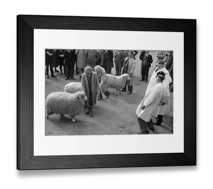 Framed Print : Sheep Inspection Framed Print : Sheep Inspection
