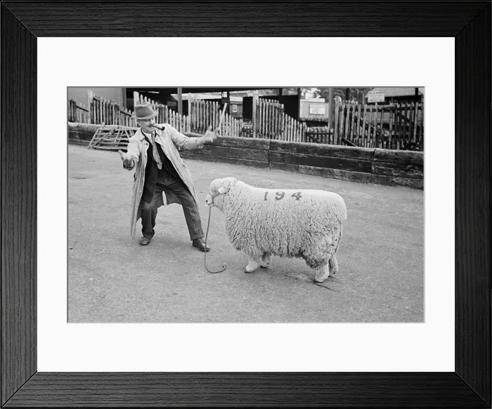 Framed Print : Entertaining A Ram Framed Print : Entertaining A Ram
