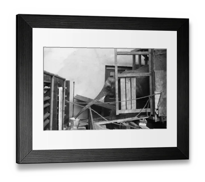 Framed Print : Drinking Elephant Framed Print : Drinking Elephant