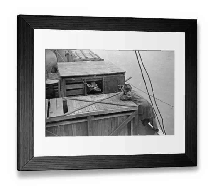 Framed Print : Shipped Giraffe Framed Print : Shipped Giraffe