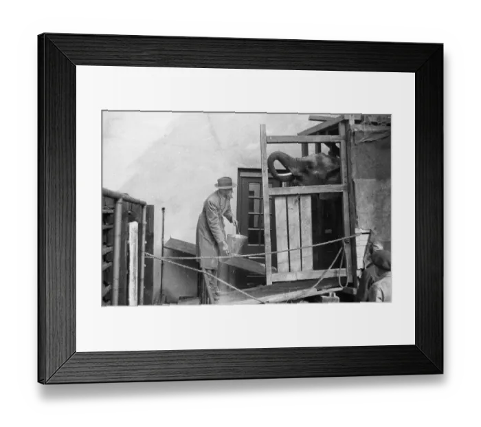 Framed Print : Coaxing Elephant Framed Print : Coaxing Elephant