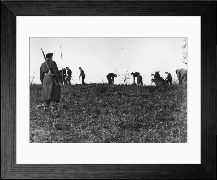 Framed Print : Tree Planting Framed Print : Tree Planting