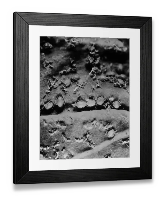 Framed Print : Cabbage Aphis Framed Print : Cabbage Aphis
