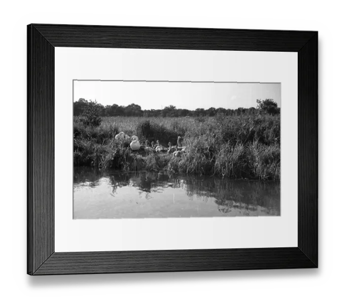 Framed Print : Water Birds Framed Print : Water Birds