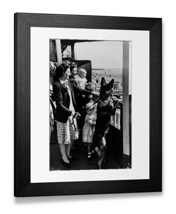 Framed Print : Doggy Daytripper Framed Print : Doggy Daytripper