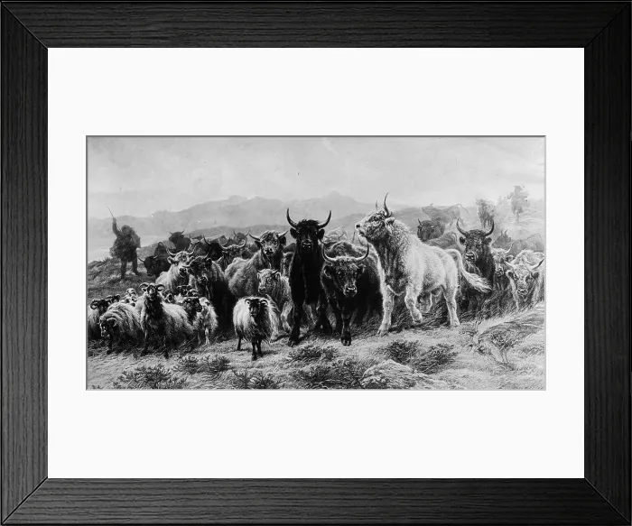 Framed Print : Highland Cattle Framed Print : Highland Cattle