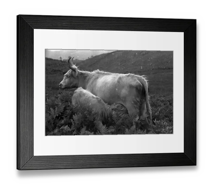 Framed Print : Highland Calf Framed Print : Highland Calf