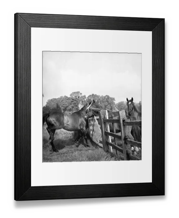 Framed Print : Brown Jack Framed Print : Brown Jack