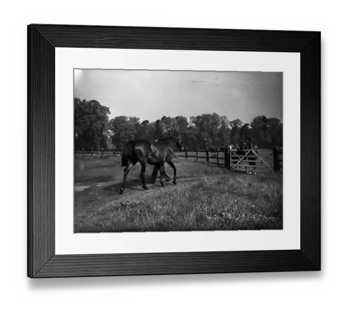 Framed Print : Out To Grass Framed Print : Out To Grass