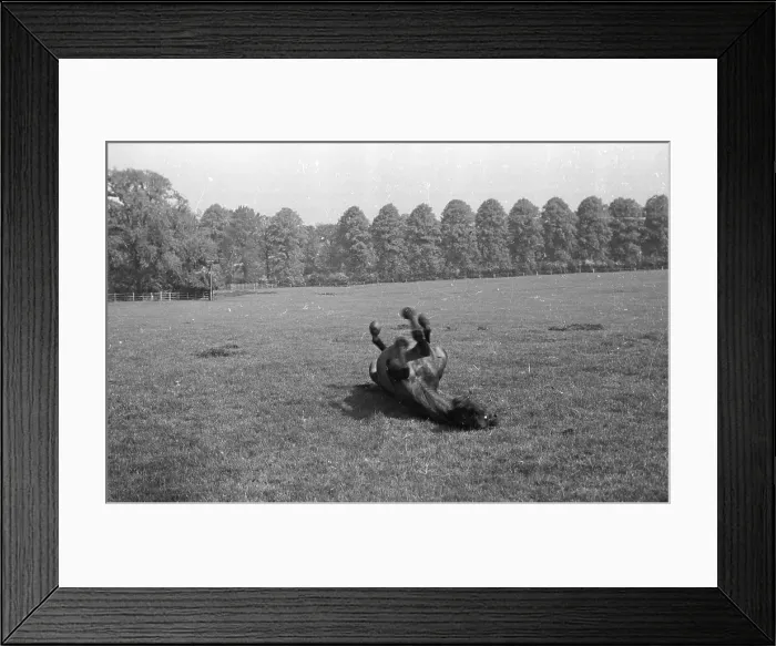 Framed Print : Rolling Horse Framed Print : Rolling Horse