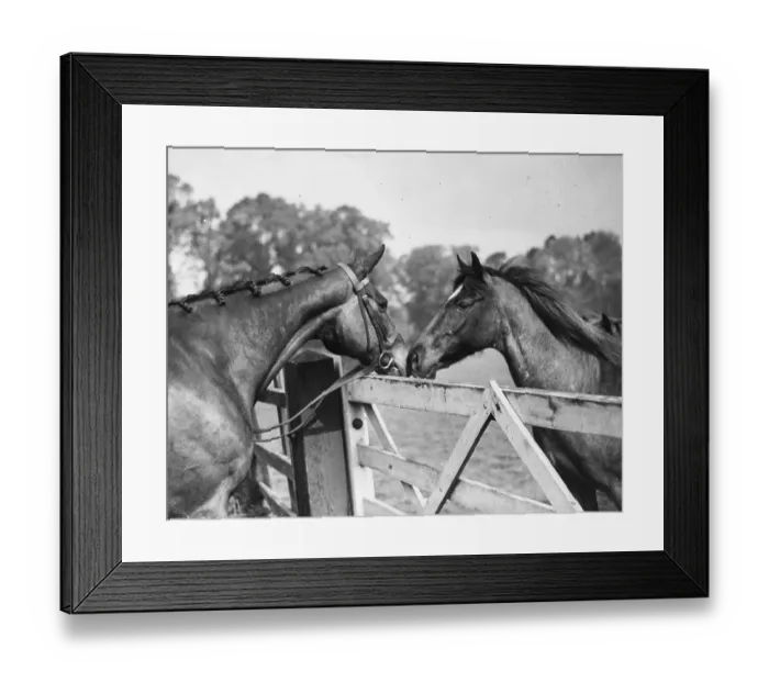 Framed Print : Brown Jack's Friend Framed Print : Brown Jack's Friend