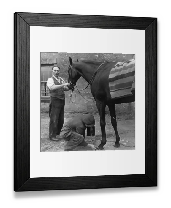 Framed Print : Dante For Derby Framed Print : Dante For Derby
