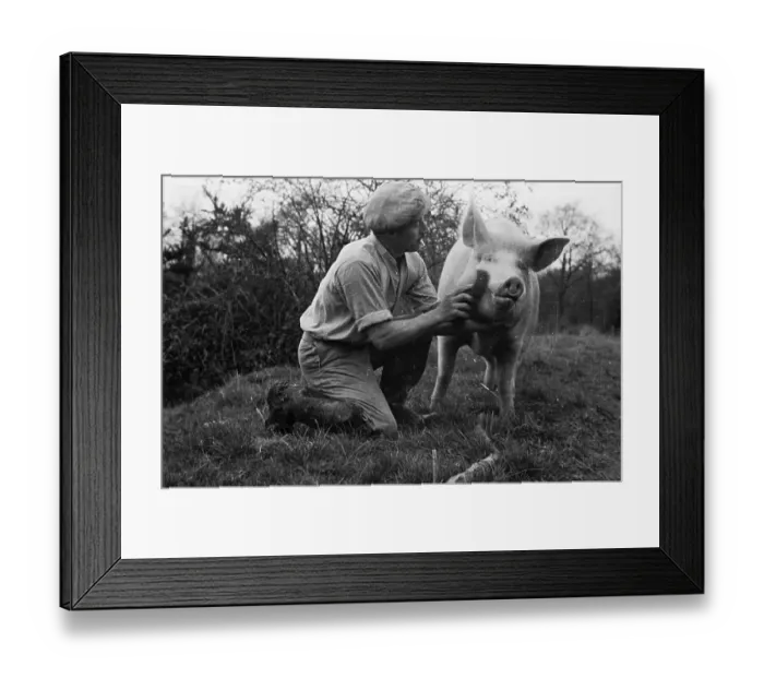 Framed Print : Brushing A Pig Framed Print : Brushing A Pig