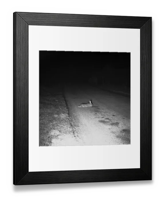 Framed Print : Bright Eyes Framed Print : Bright Eyes