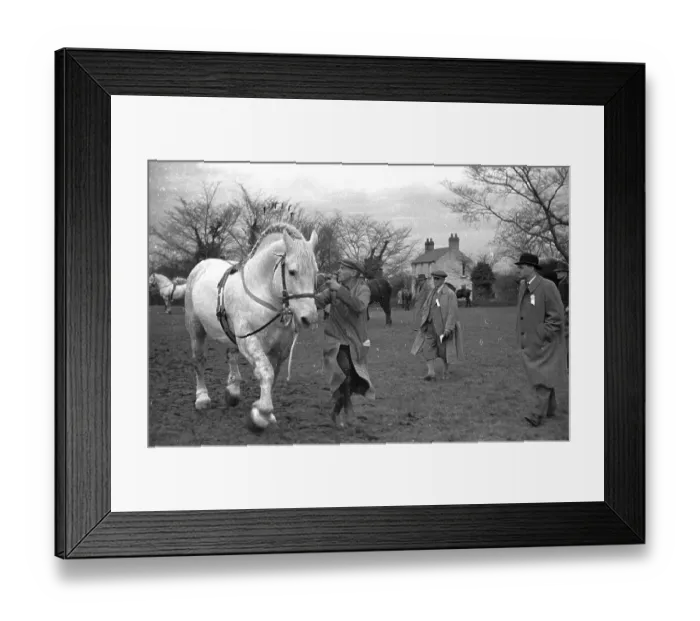 Framed Print : Percheron Stallion Framed Print : Percheron Stallion