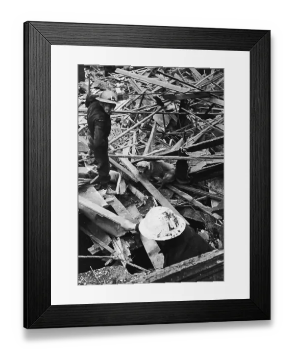 Framed Print : Rescue Dog Framed Print : Rescue Dog