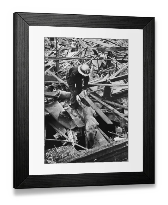 Framed Print : Rescue Dog Framed Print : Rescue Dog
