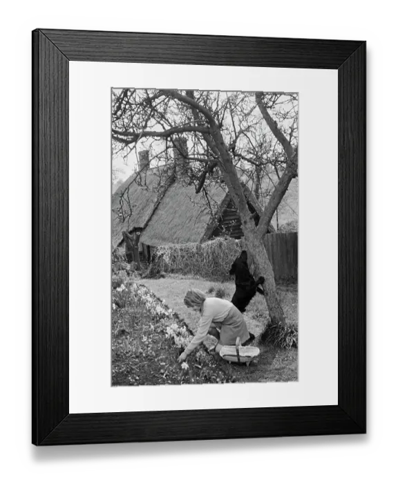 Framed Print : A Girl And A Dog In A Garden Framed Print : A Girl And A Dog In A Garden