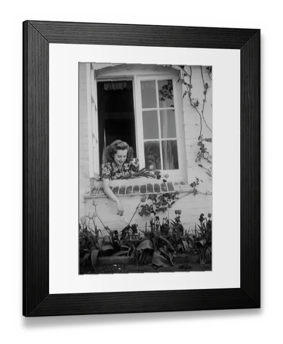 Framed Print : A Woman Picking Tulips Framed Print : A Woman Picking Tulips