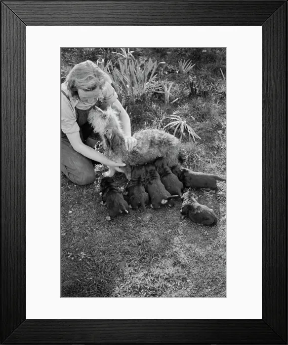 Framed Print : A Woman With Dog And Puppies Framed Print : A Woman With Dog And Puppies