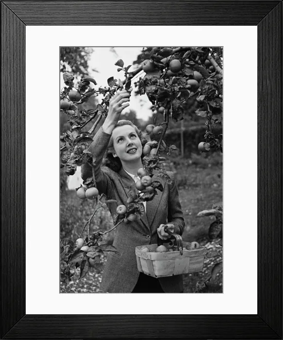 Framed Print : A Woman Picking Apples Framed Print : A Woman Picking Apples