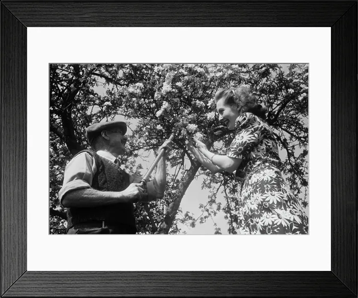 Framed Print : Gardening In Aldworth Framed Print : Gardening In Aldworth