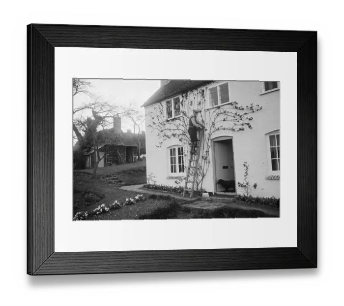 Framed Print : Rose Cottage Garden In Spring Framed Print : Rose Cottage Garden In Spring