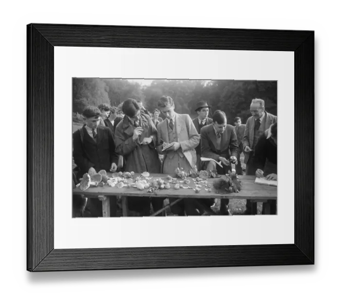 Framed Print : Fungus Foray Framed Print : Fungus Foray