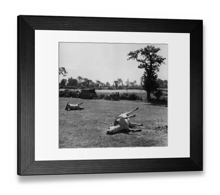 Framed Print : Cows Killed In War Framed Print : Cows Killed In War