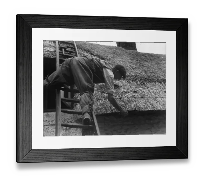 Framed Print : Thatching. 28th October 1944: A thatcher working on a roof Framed Print : Thatching. 28th October 1944: A thatcher working on a roof
