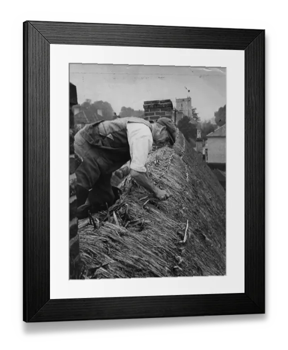 Framed Print : Thatching. 28th October 1944: A thatcher demonstrating how to hold the