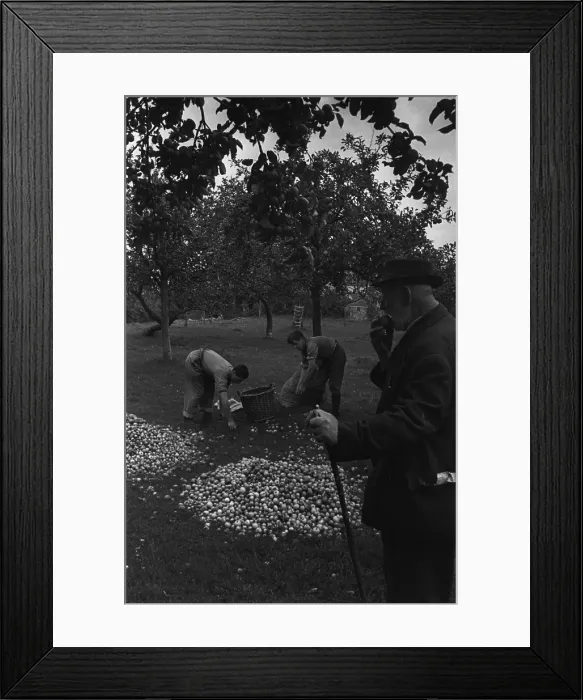 Framed Print : Apple Harvest Framed Print : Apple Harvest