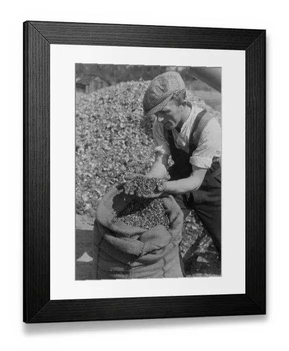 Framed Print : Sunflower Seed Framed Print : Sunflower Seed