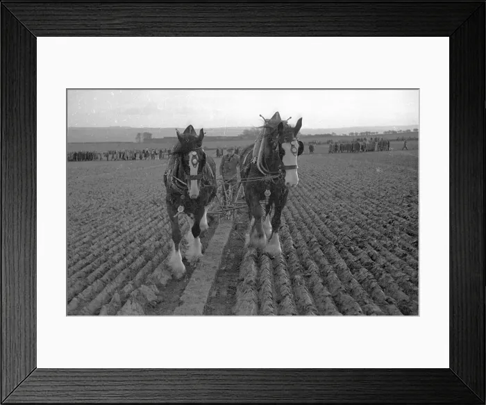 Framed Print : The Last Furrow Framed Print : The Last Furrow