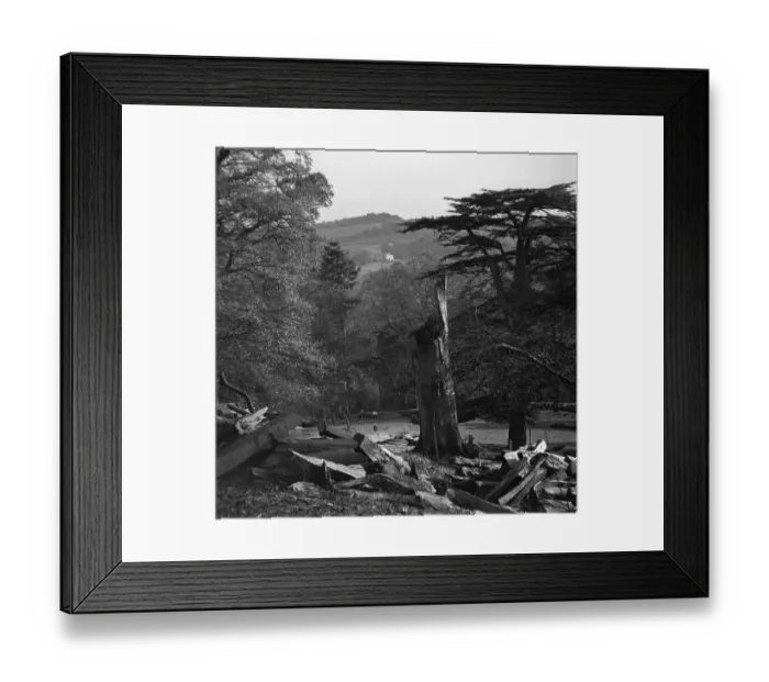 Framed Print : Lightning Tree Framed Print : Lightning Tree